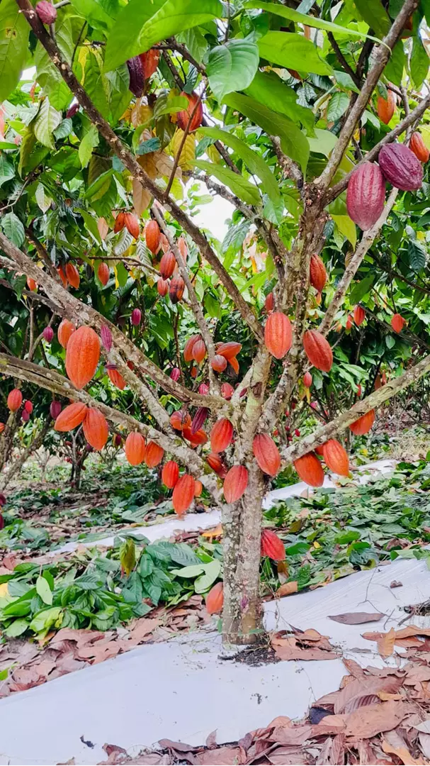 Estrada do chocolate - Fazenda de cacau